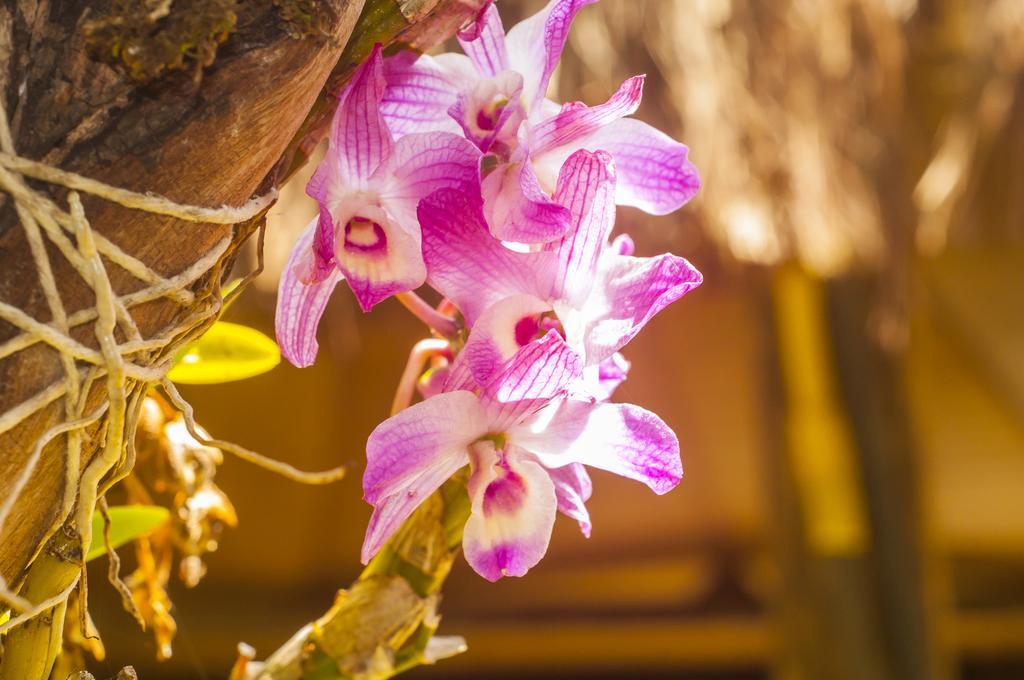 Pousada Marimar Ilha do Mel Dış mekan fotoğraf